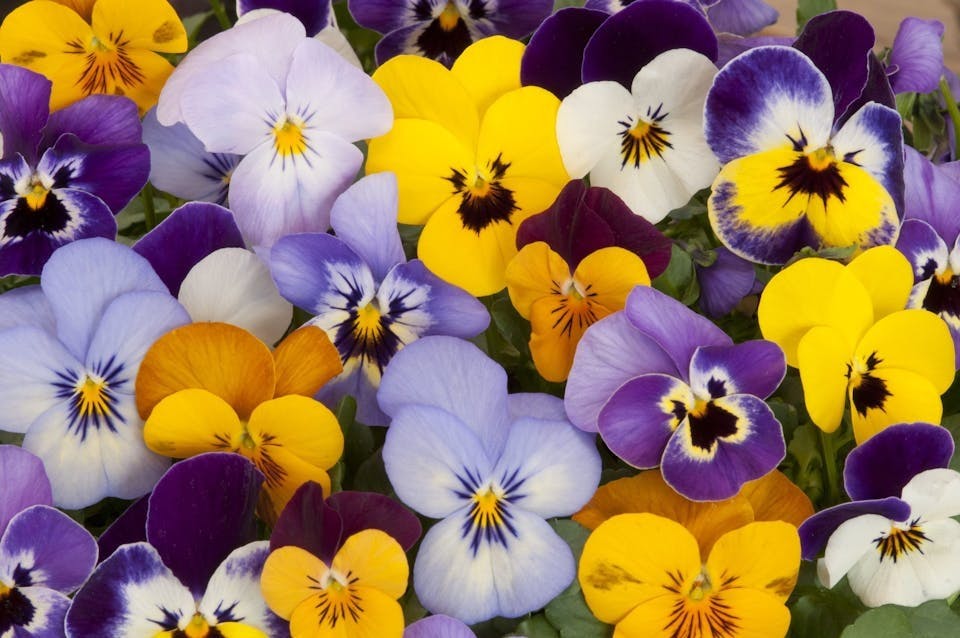 Stemorsblomst tåler nattefrost Disse blomstene tåler nattefrost